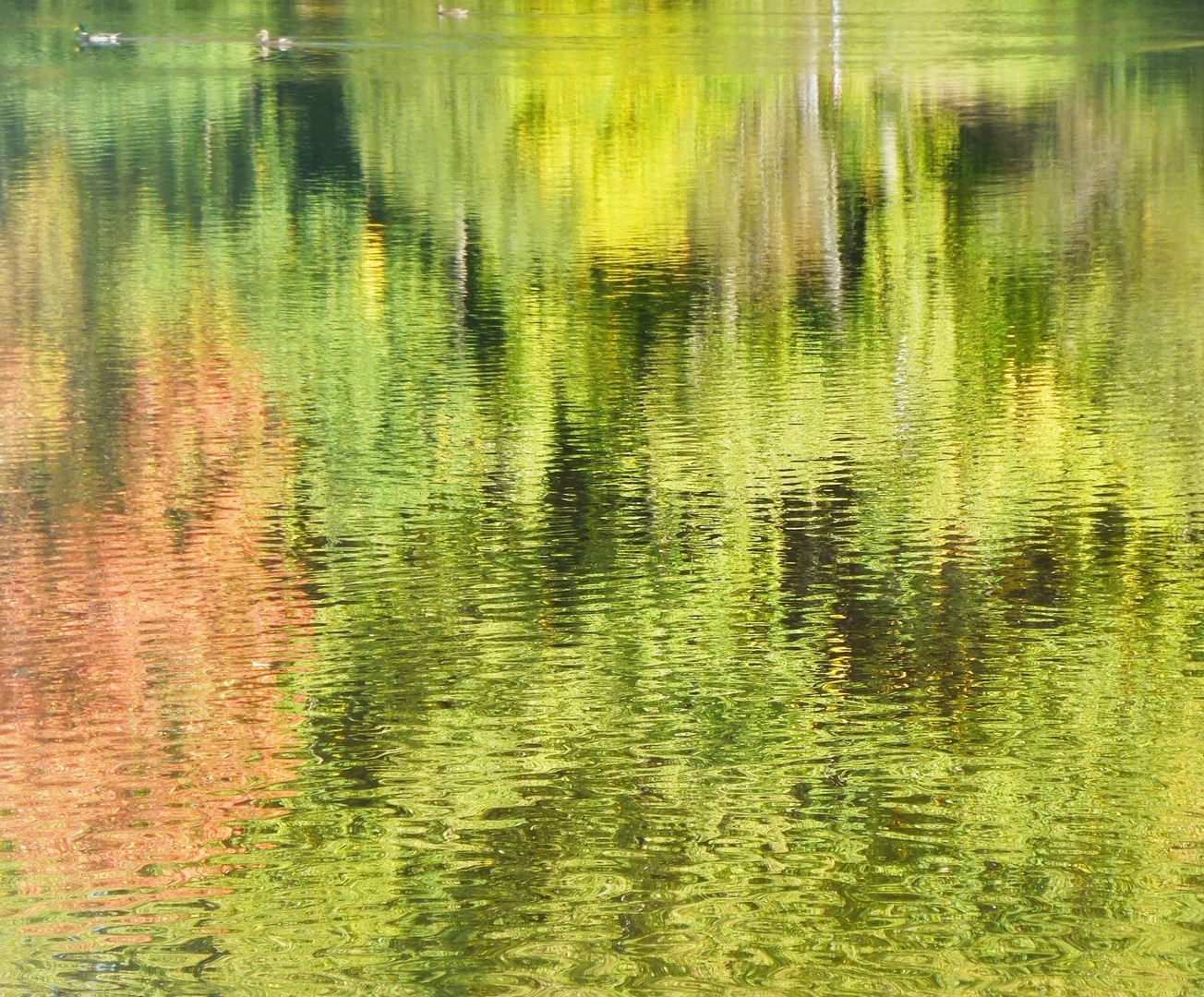 Abstrakte natürliche Spiegelung im Herbst!