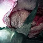 abstrakte Rosenblätter im Eis