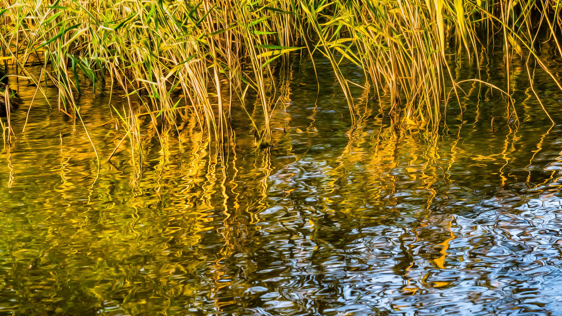 Abstrakte Spiegelung des Schilfs in der Abendsonne