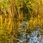 Abstrakte Spiegelung des Schilfs in der Abendsonne