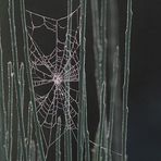 Abstrakte Spinnenkunst