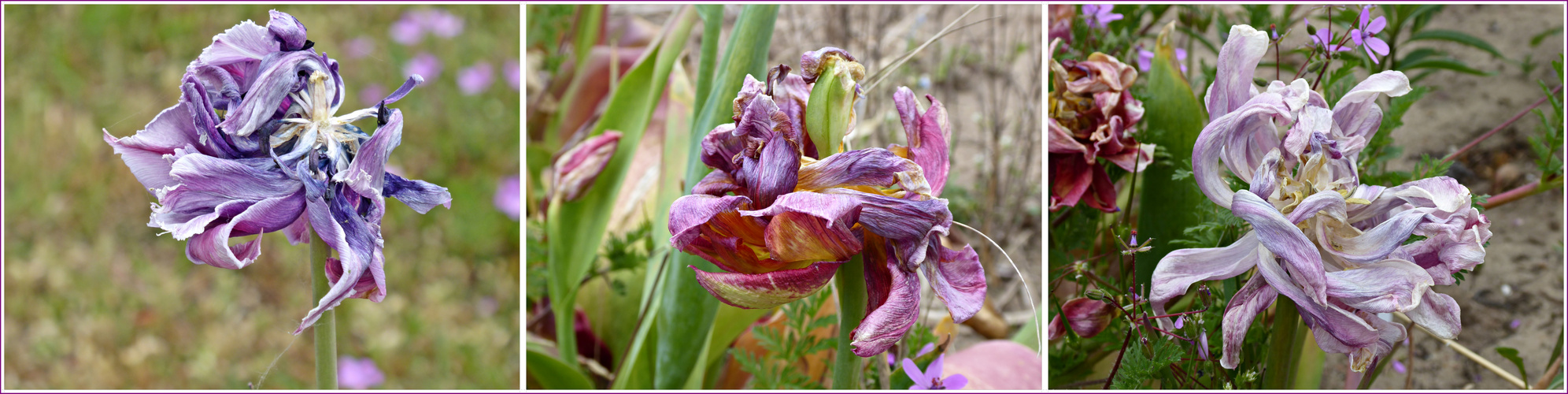 abstrakte Tulpenblüten