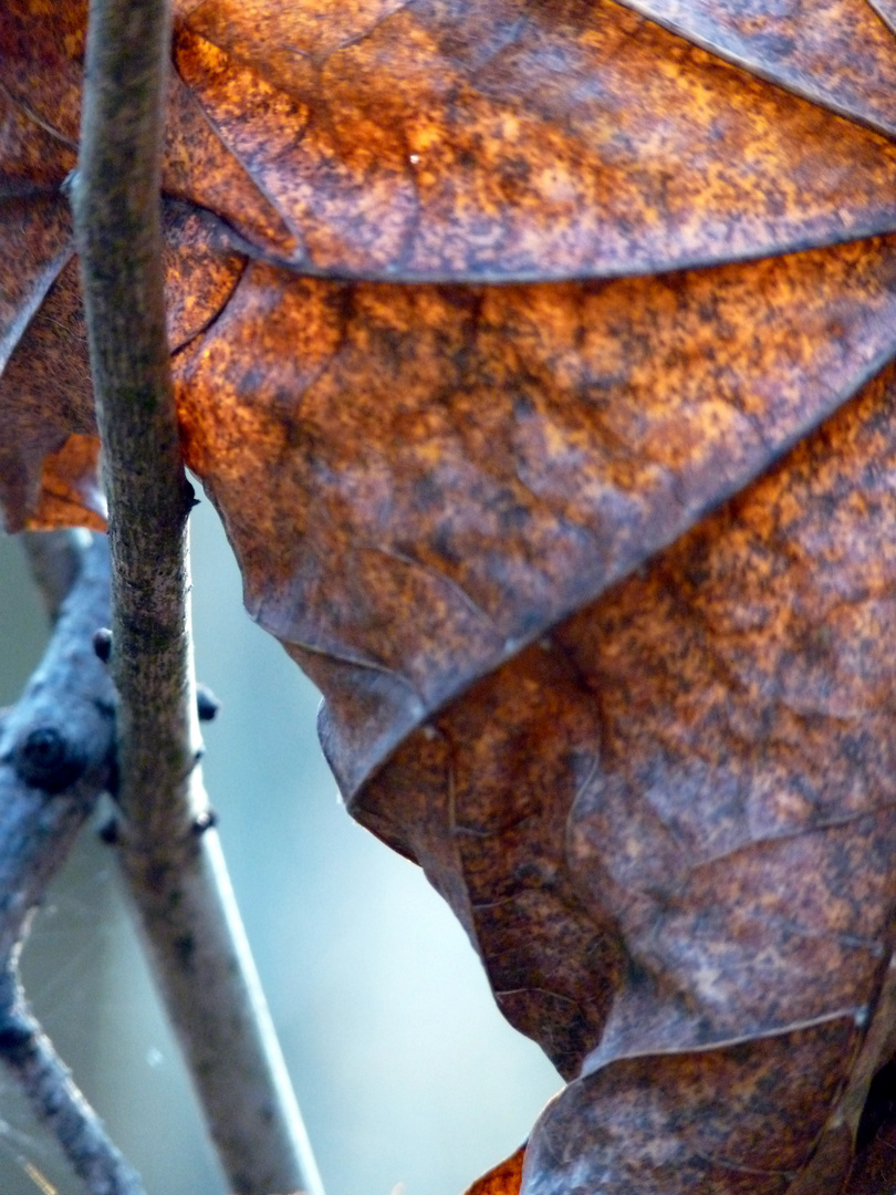 AbstrakteHerbstnatur