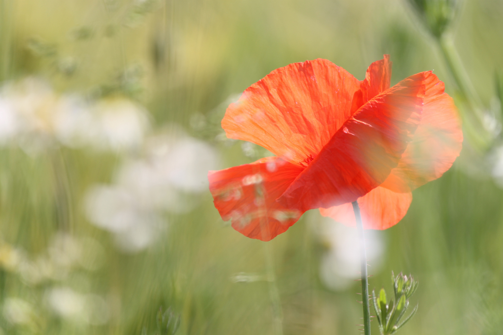 Abstrakter Mohn