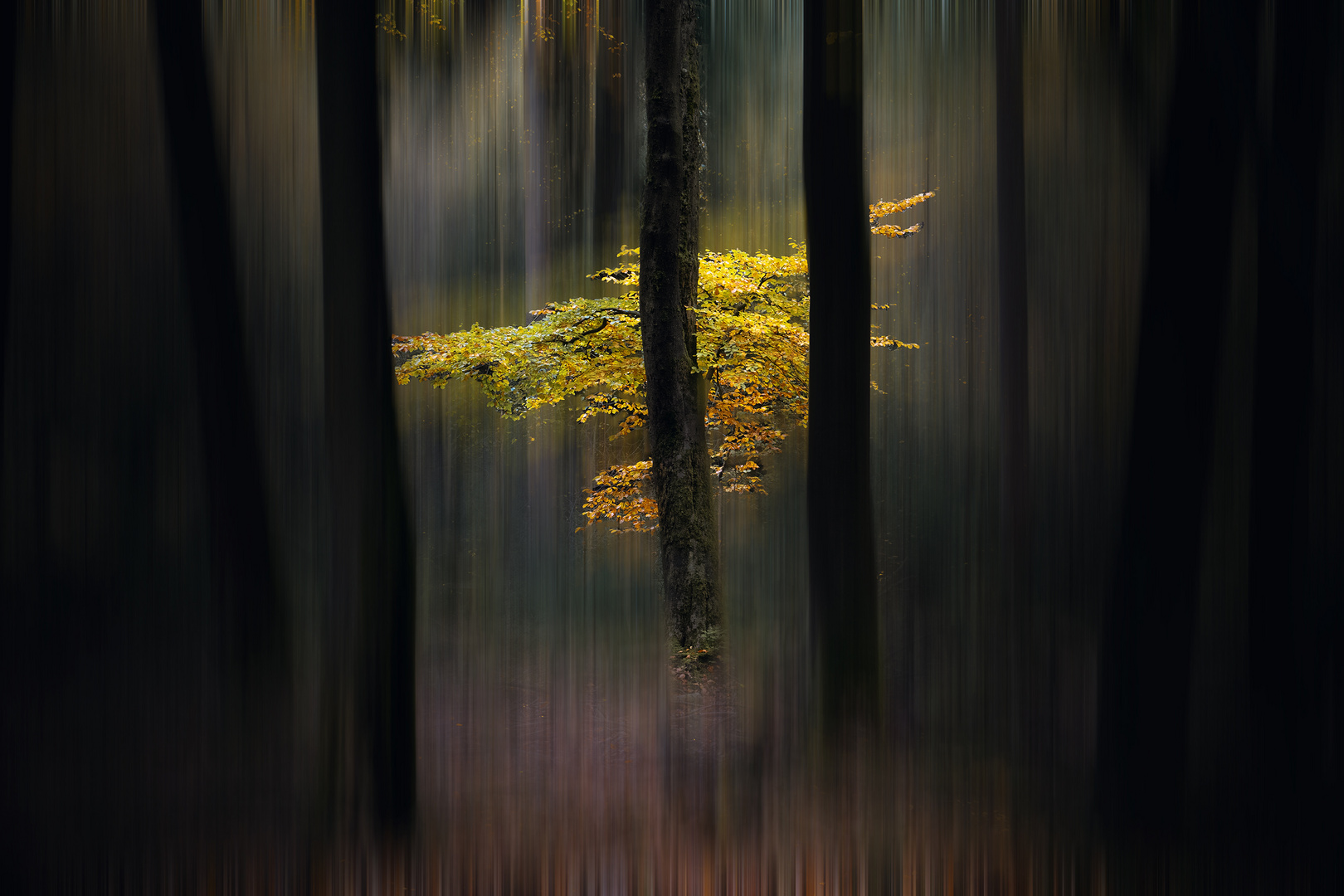 Abstrakter Wald 