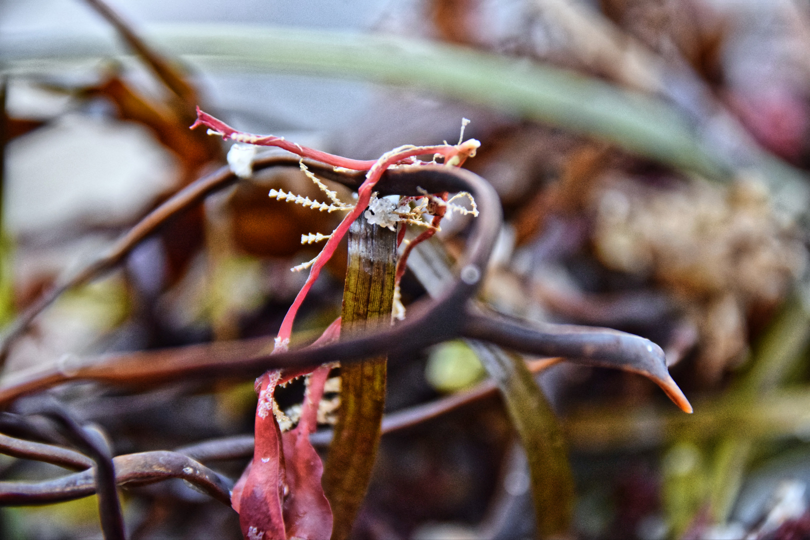 Abstraktes aus der Natur