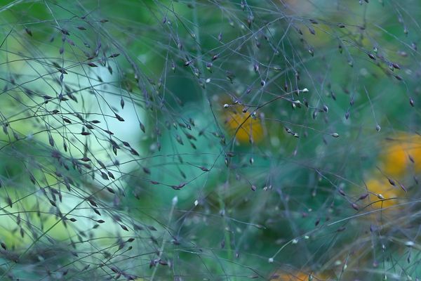 Abstraktes Samenwirrwarr