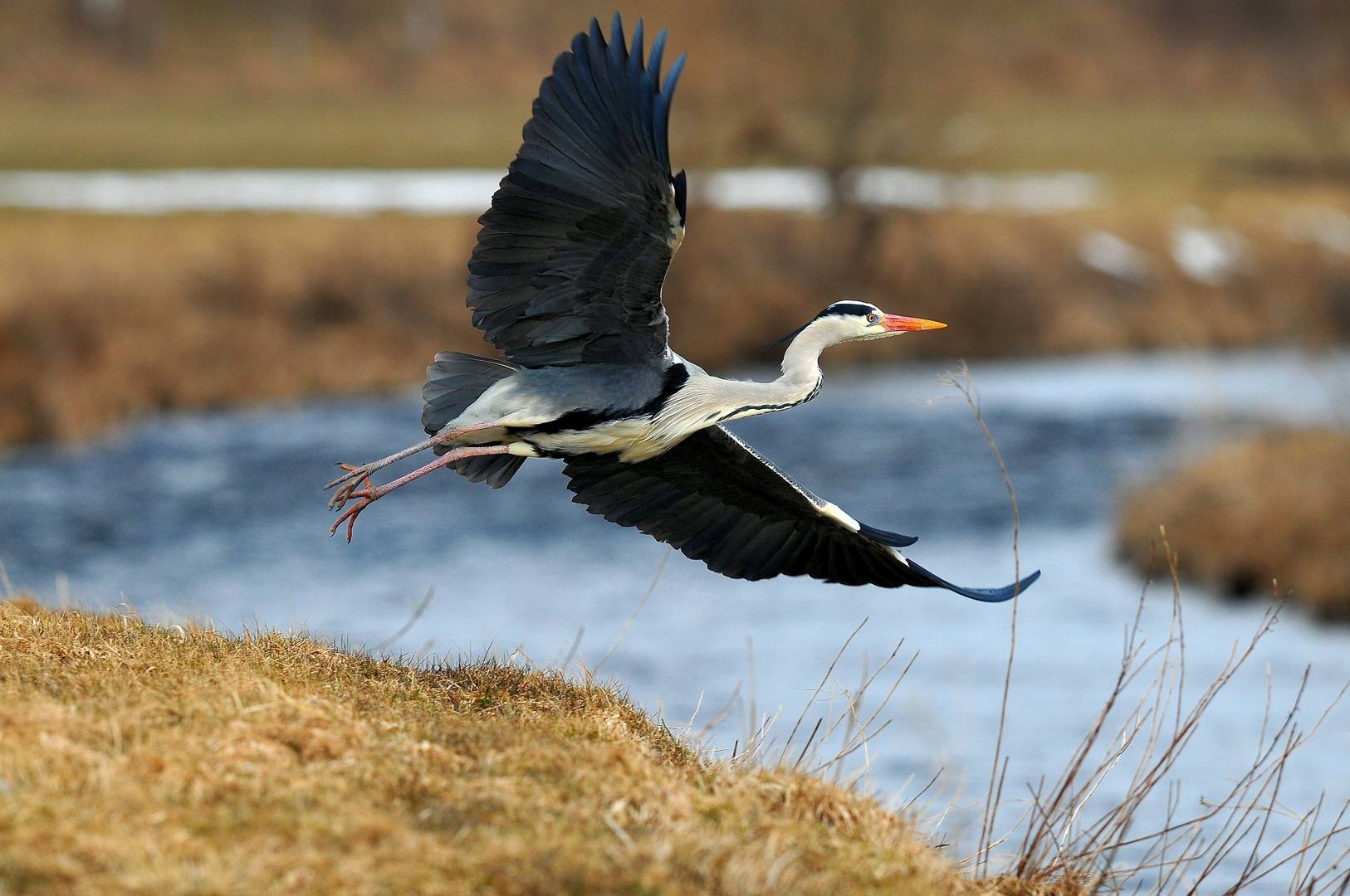 Abstreichender Graureiher an der Eder