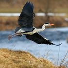 Abstreichender Graureiher an der Eder