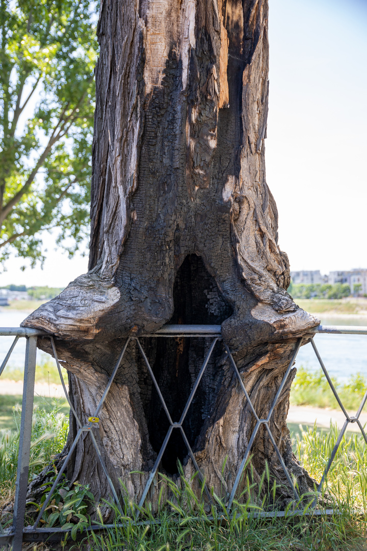 abstützender Baum