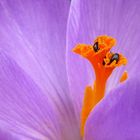 Abtauchen in den Stempel