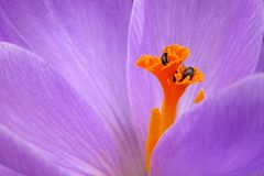 Abtauchen in den Stempel