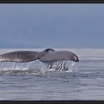 ° abtauchen ° [Southern Right Whale]