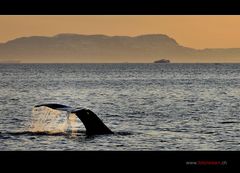 Abtauchen - Whale Watching in Kalaallit Nunaat