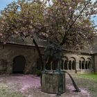 Abtei Hamborn, Innenhof mit Brunnen und Kirschbaumblüte