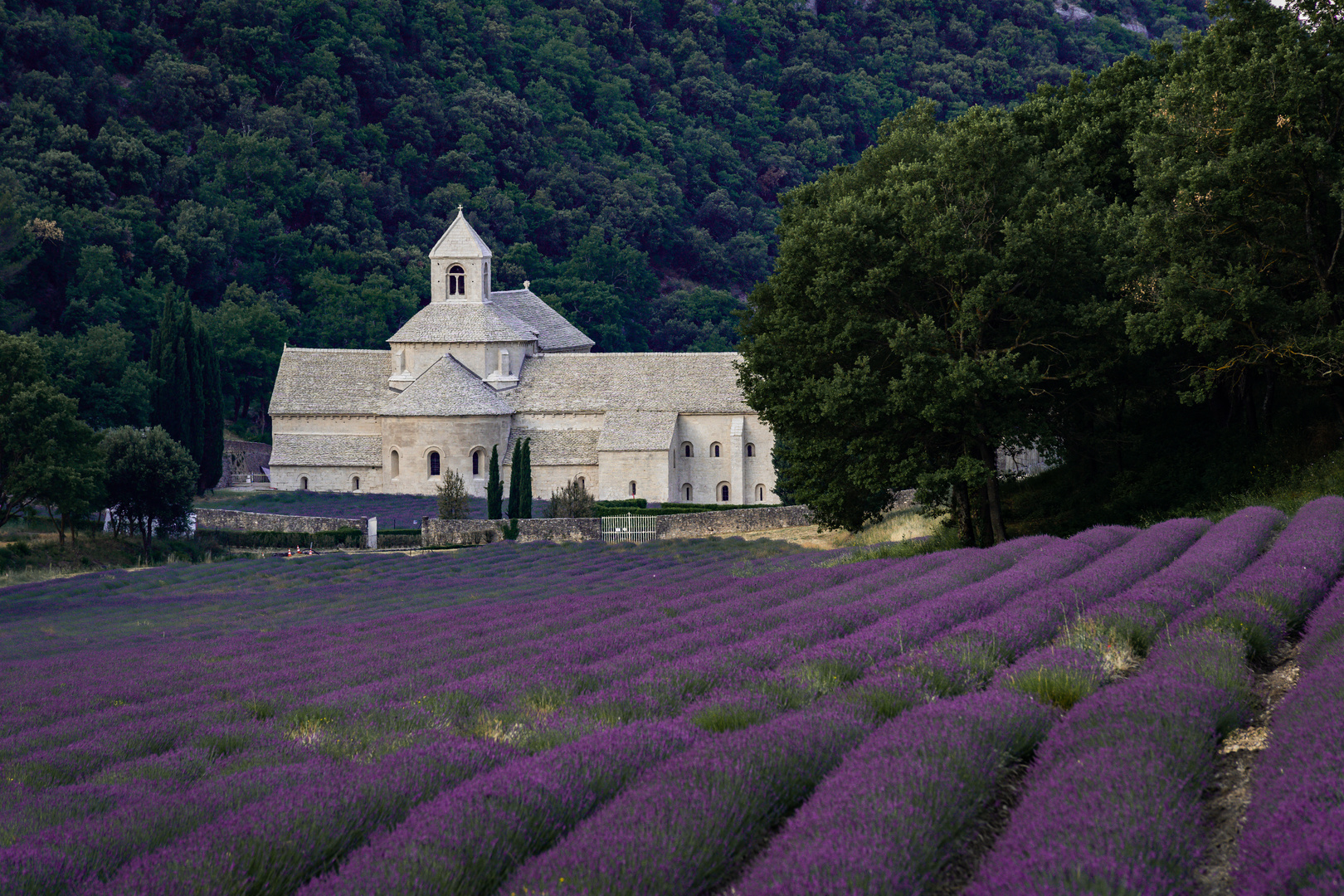 Abtei Senanque Provence