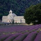 Abtei Senanque Provence