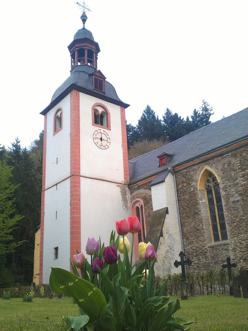 Abtei - Tulpen