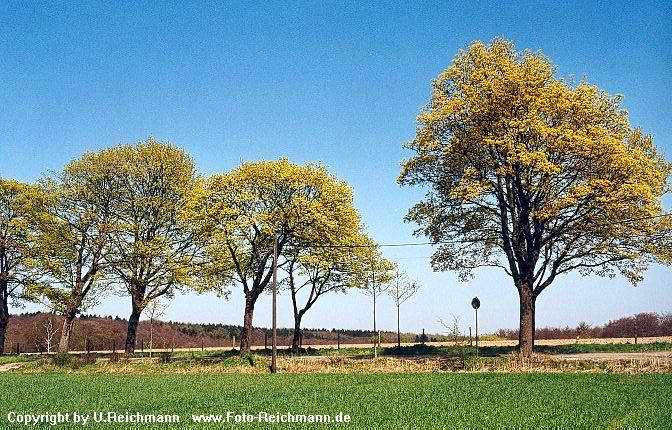 Abteiweg in Solingen im Frühling