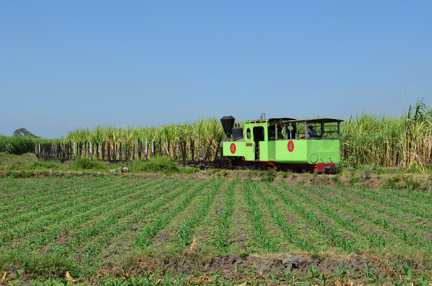  Abtransport des Zuckerrohrs in die FabrikOlean