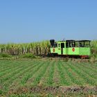  Abtransport des Zuckerrohrs in die FabrikOlean