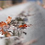 Abtransport von Herbstlaub...