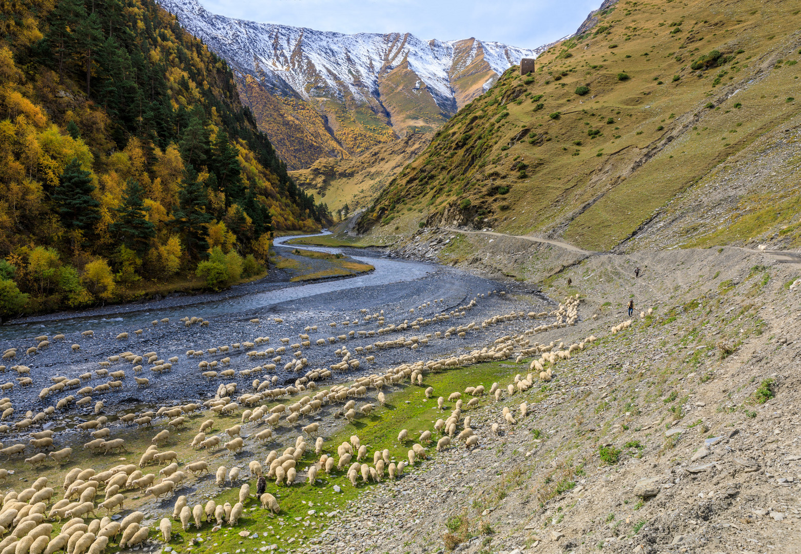 Abtrieb der Schafe zwischen Parsma und Chesho am Fluss Pirikita Alazani 