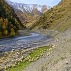 Abtrieb der Schafe zwischen Parsma und Chesho am Fluss Pirikita Alazani 