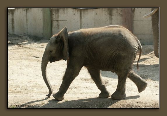 ABU aus dem Tierpark Schönbrunn