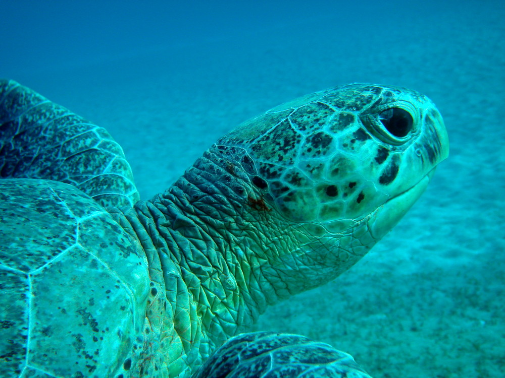 Abu Dabab Turtle