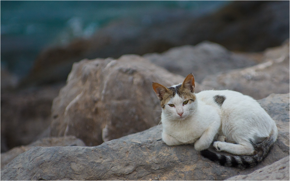 Abu Dhabi Cat