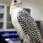 Abu Dhabi Falcon Hospital 2