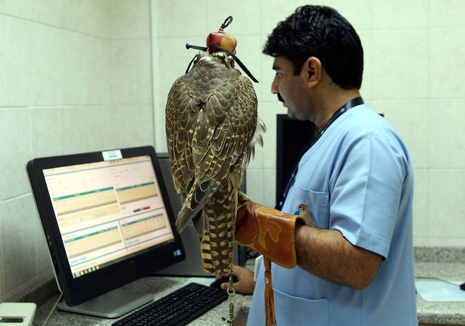 Abu Dhabi Falcon Hospital