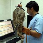 Abu Dhabi Falcon Hospital