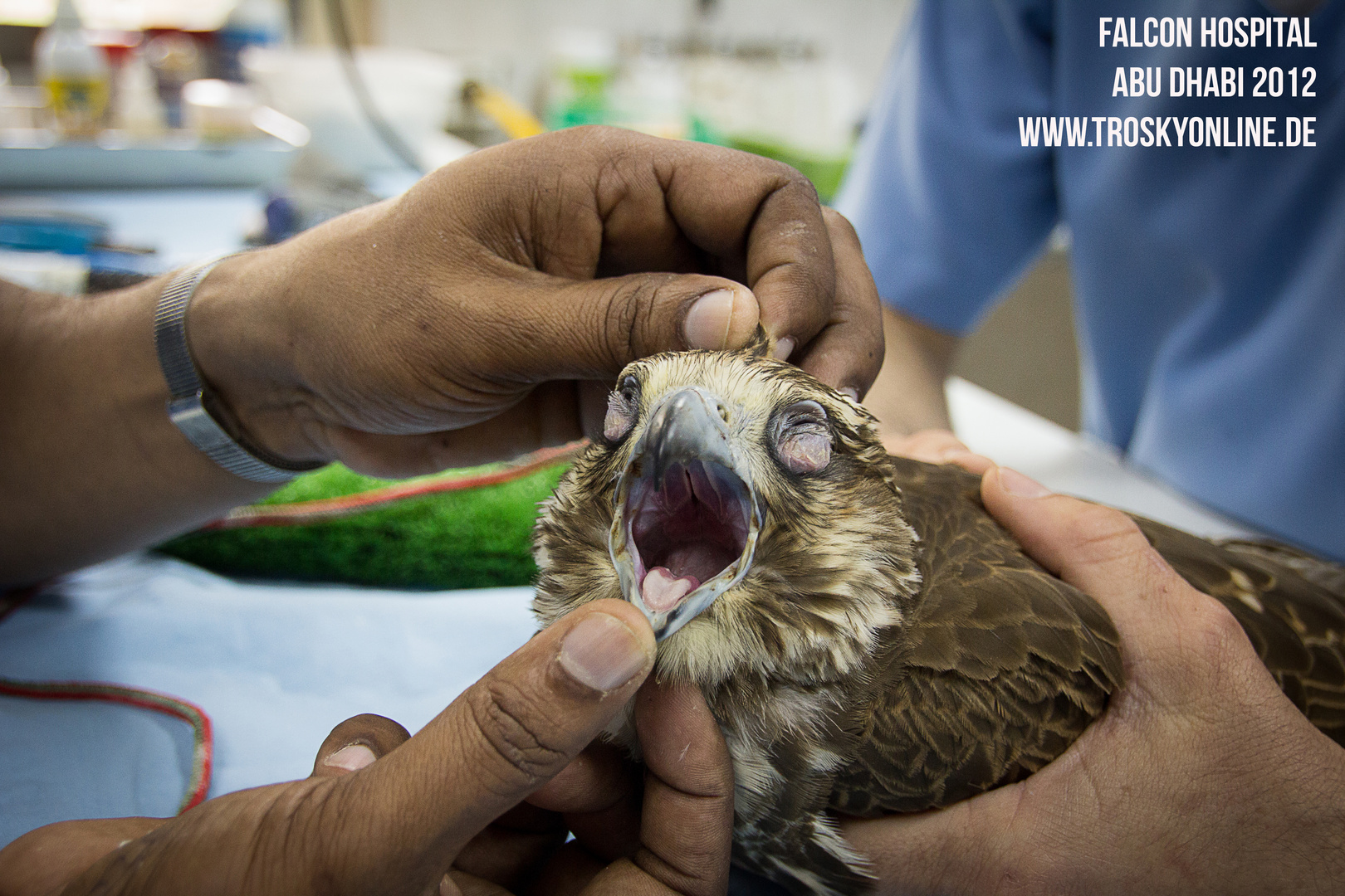 Abu Dhabi Falcon Hospital