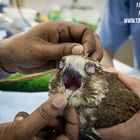 Abu Dhabi Falcon Hospital