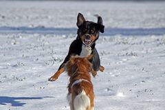 Abu im freien Flug.