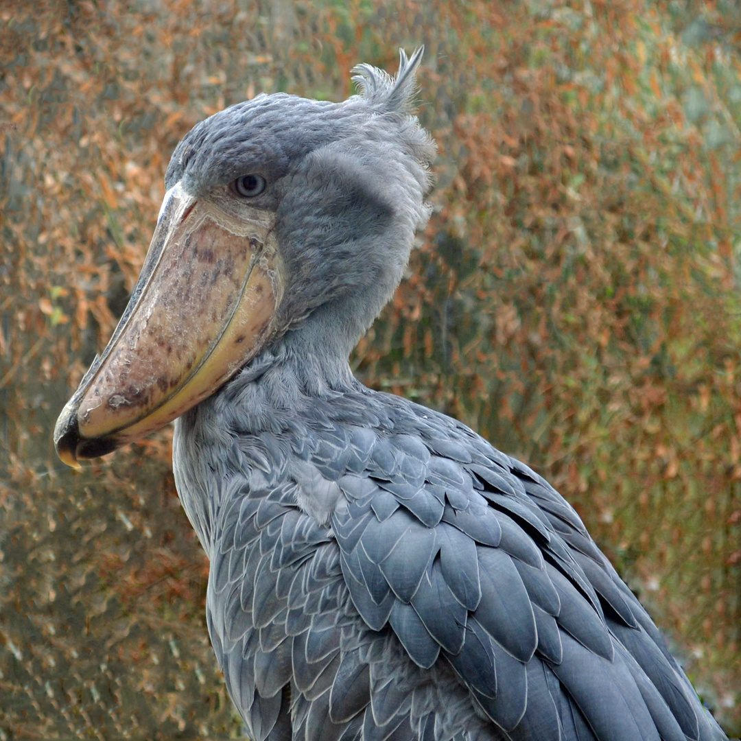 Abu Markub im Zoo Zürich