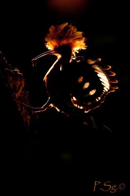 Abubilla al contraluz