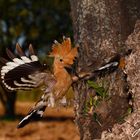 Abubilla en vuelo (Upupa Epops)