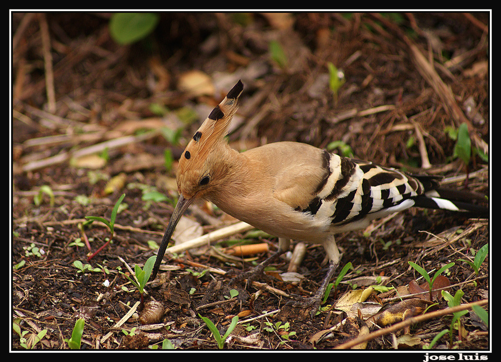 ABUBILLA (Upupa epops)