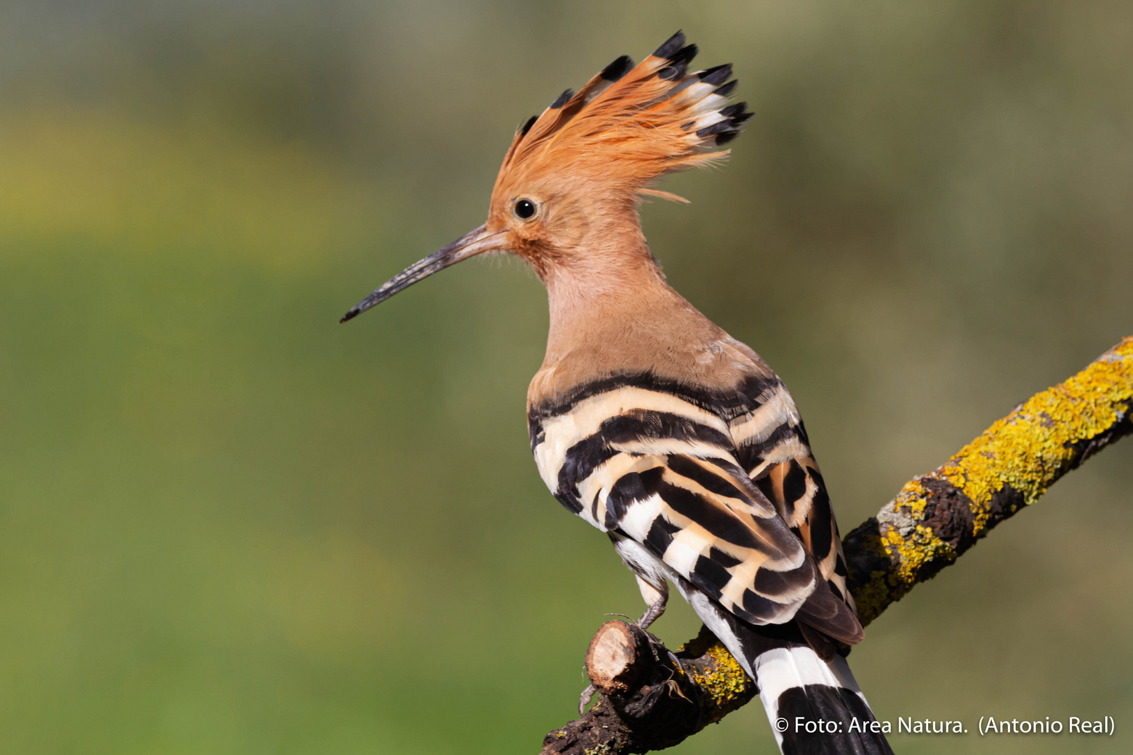 Abubilla ( Upupa epops )