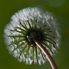 Abuelito de primavera.....