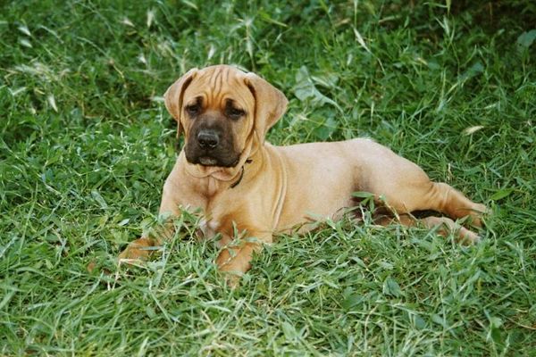 Abunai of Bushi Tosa