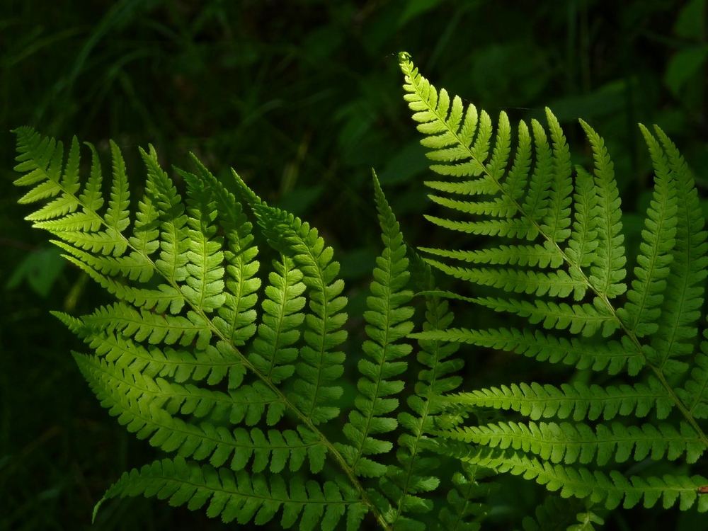 Abundance of ferns