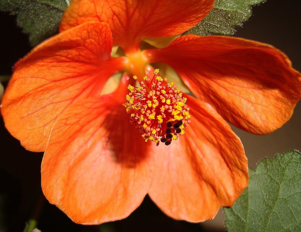 Abutilon 1