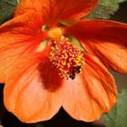 Abutilon 1