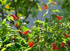 Abutilon