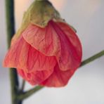 Abutilon