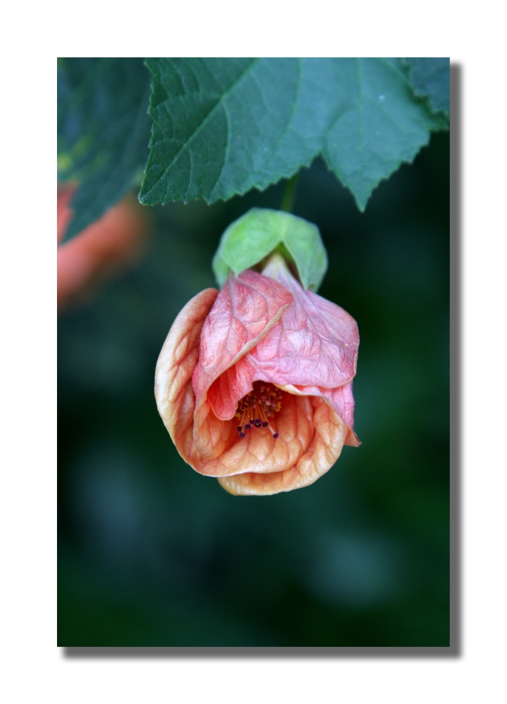 ABUTILON